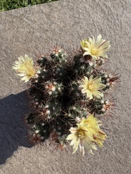 Escobaria huastecaensis